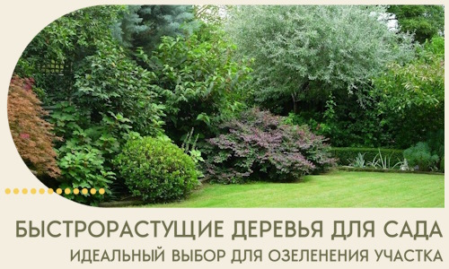 Быстрорастущие деревья для сада идеальный выбор в Малгобеке