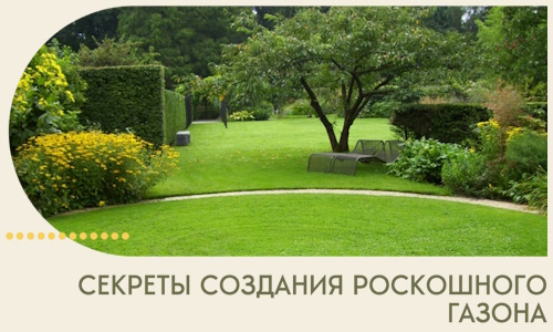 Секреты создания роскошного газона в Малгобеке